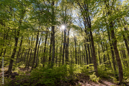 trees in the forest