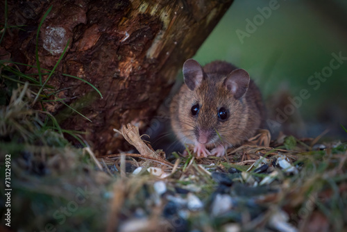 a wood mouse  apodemus sylvaticus   is sitting on the mouse hole under a tree trunk at a spring evening