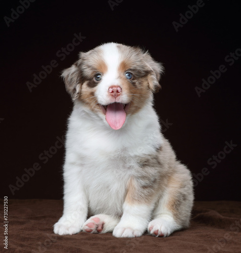 Cute funny American miniature Shepherd puppy with its tongue hanging out © adyafoto