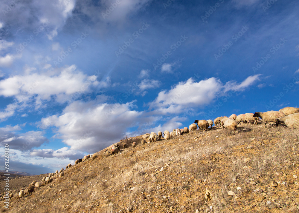 Sheep and Clouds