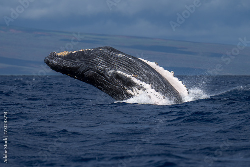 Humpback Whale Breaching near Lahaina, Maui, Hawaii