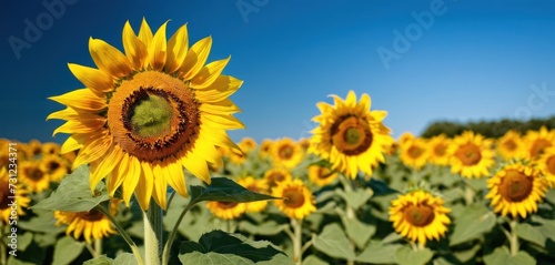 a large field of sunflowers with a bright blue sky in the backgrounnd of the picture.