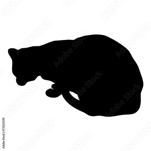 Gato