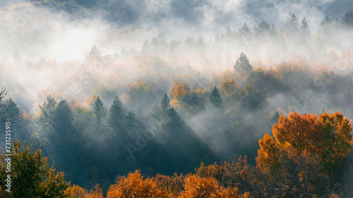 mist in the forest