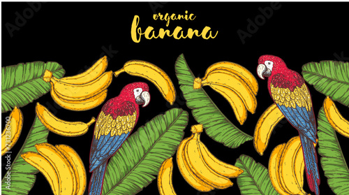 Ripe banana, parrot bird and banana leaves frame. Hand drawn vector illustration. Tropical fruit. Packaging design, menu design, juice packaging. Banana frame.