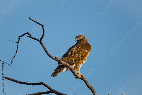 Reach 11 Redtail Hawk