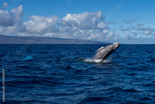 Humpback Whale Baby Breaching near Lahaina  Maui  Hawaii