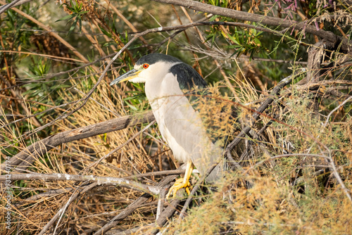 Black Crowned Night Heron