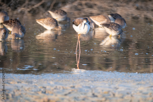 Black necked Stilt 2