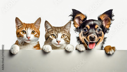 A cute cats and dog puppies peeking out from behind a white blank banner. on white background, copy space.Mockup,advertisement.