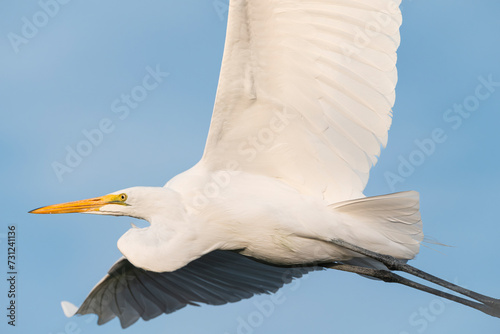 Great Egret in Flight