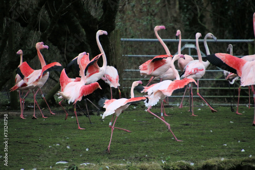 A view of some Flamingo's at Martin Mere Nature Reserve photo