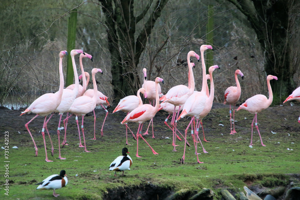 A view of some Flamingo's at Martin Mere Nature Reserve A view of some Flamingo's at Martin Mere Nature Reserve