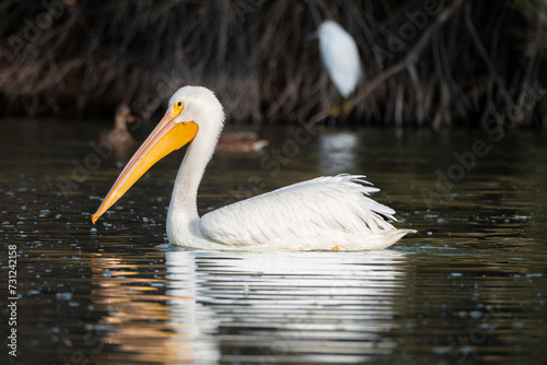 White Pelican of Gilbert