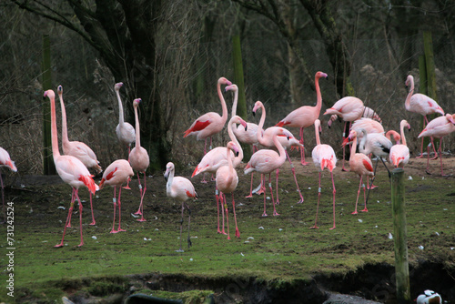 A view of some Flamingo's at Martin Mere Nature Reserve