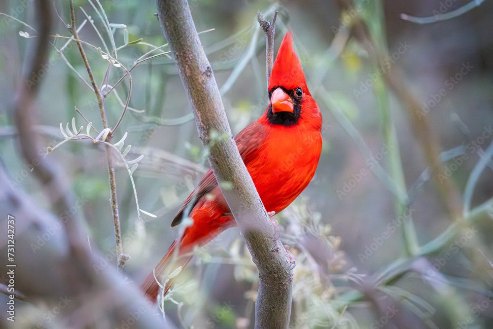 Northern Cardinal of Bull Frog Pond Northern Cardinal of Bull Frog Pond