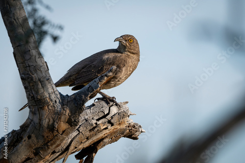 Curved Bill Thrasher