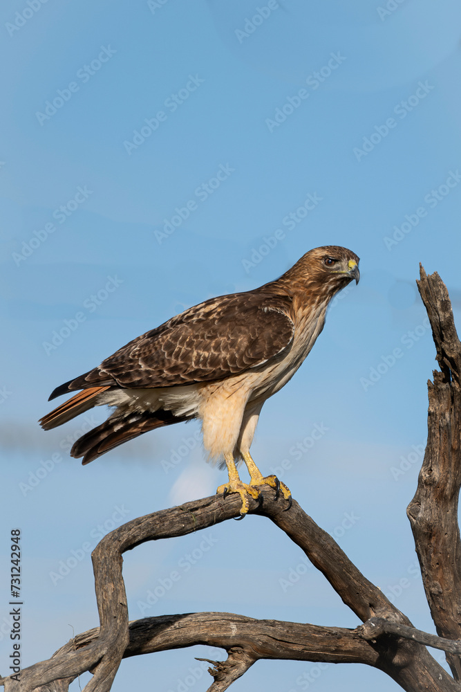 Red Tail of Reach 11 Red Tail of Reach 11