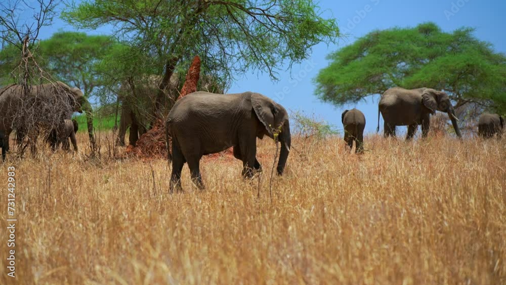 Herd of Elephants in Africa walking through the grass in Tarangire National Park, Tanzania Herd of Elephants in Africa walking through the grass in Tarangire National Park, Tanzania