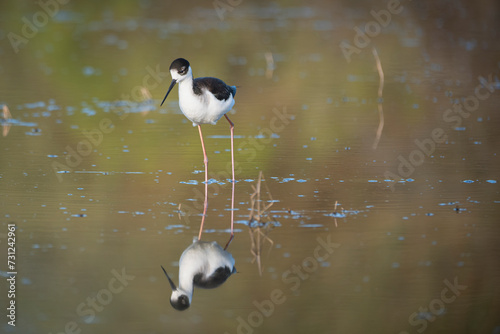 B & W Black neck Stilt of Gilbert2