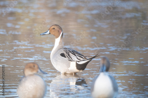 Pintail of Gilbert