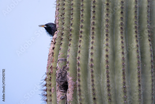 The Cactus and the Starling