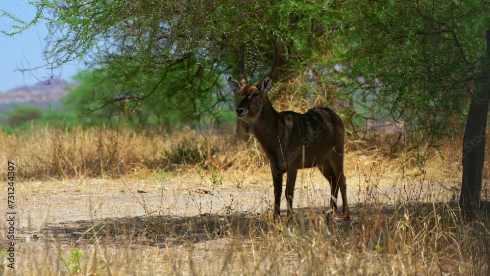 Afrikanskfy Grant's gazelle in their natural habitat. Kenya. Afrikanskfy Grant's gazelle in their natural habitat. Kenya.