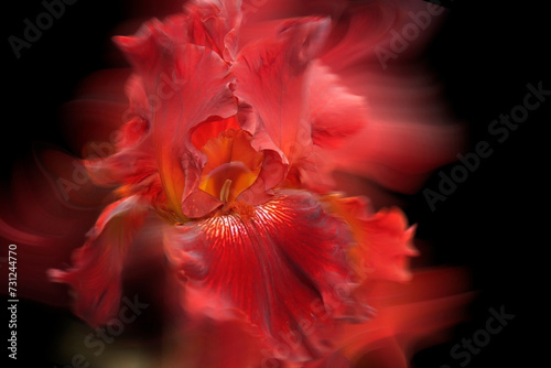 - red iris - a beautiful garden flower in summer time