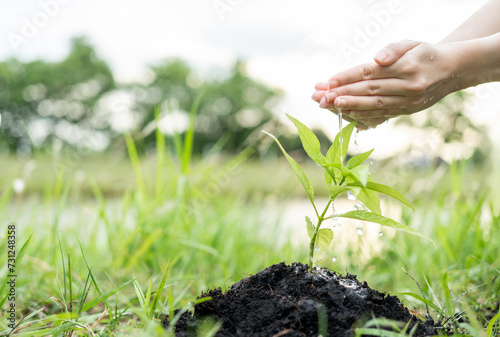 Volunteering Protection of environment and nature ecology concept. Group of volunteer plant a tree Plant trees water them till the soil. Nature for sustainable environment.Global warming concept. photo