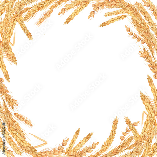 Frame border with wheat spikelets hand drawn in watercolor on a white background. Hand drawn botanical illustration. Ideal for greeting card, wedding invitation, book cover, save the date template