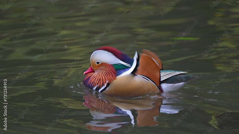 custom made wallpaper toronto digitalclose up of mandarin duck swims
