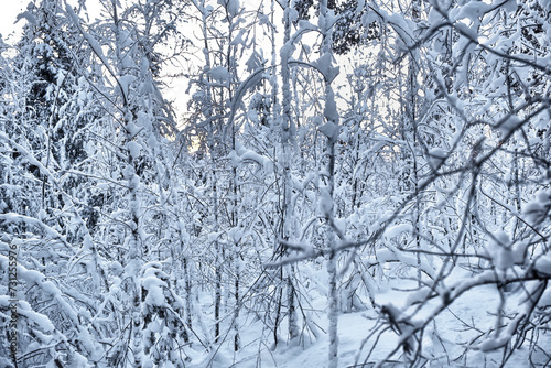 Dense snow-covered winter forest on a frosty day. Tree branches covered with white frost. © Lexis_Jan