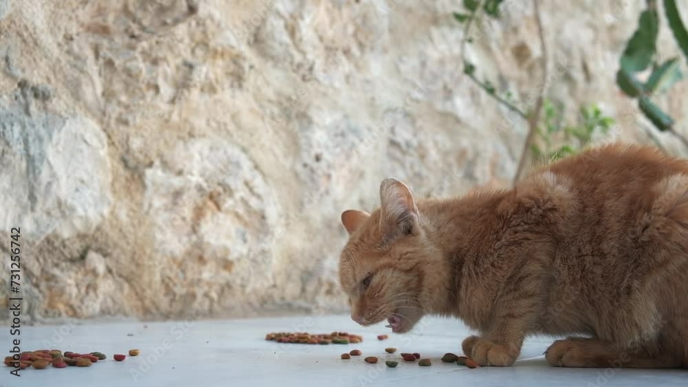 Colony of cats feeding. Wild cats living outdoors. A group of stray cats eating the dry cat food that their caregivers give them. Colony of cats feeding. Wild cats living outdoors. A group of stray cats eating the dry cat food that their caregivers give them.