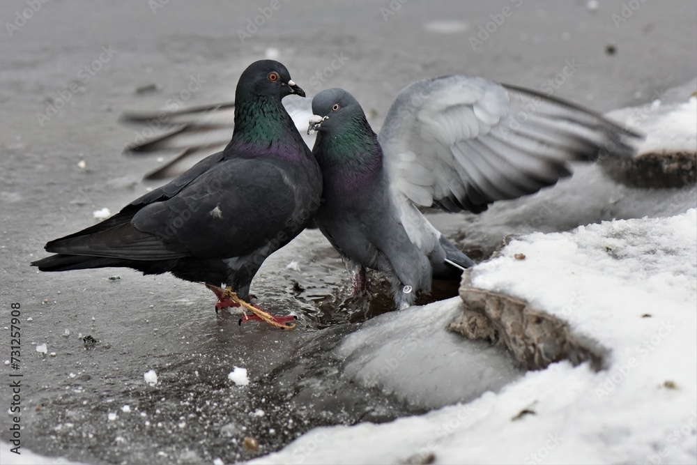pigeon on the frozen beach