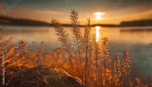 grass on the shore of the lake at sunset abstract nature background