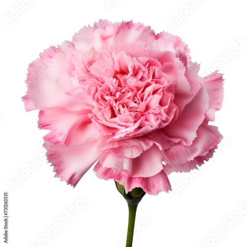 flower  - Baby Pink .tone. Carnation  Red   Deep love and admiration