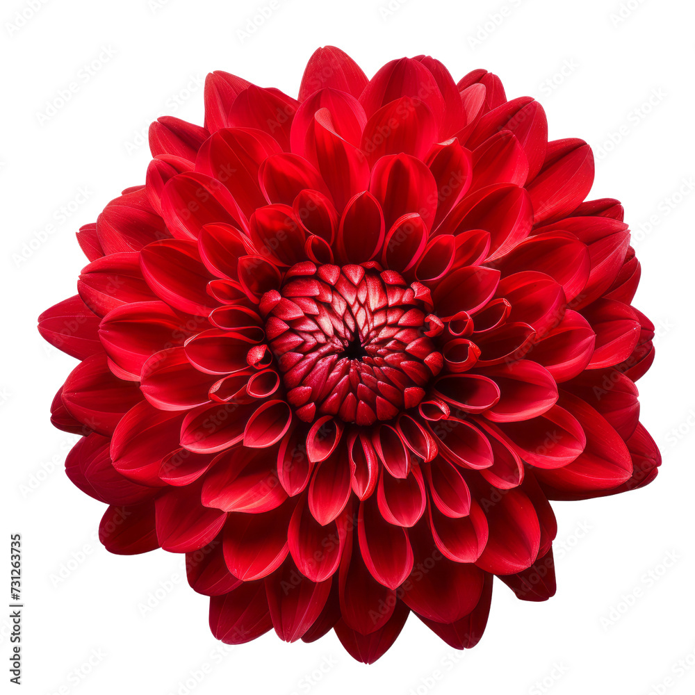 flower Blood Red .tone. Chrysanthemum (Red): Love and deep passion