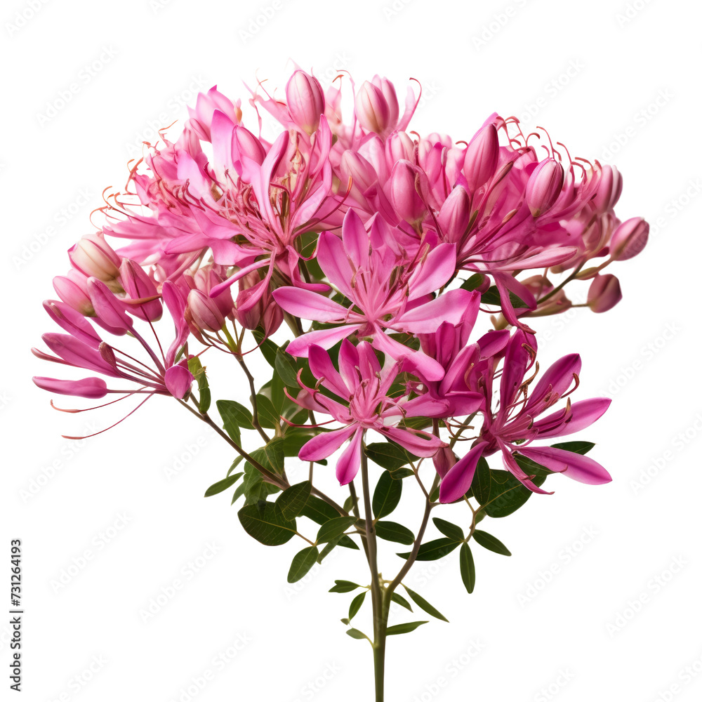 flower Bubblegum Pink flower tone. Carnation (Red): Deep love and admiration Cleome flower : Silliness flower Bubblegum Pink flower tone. Carnation (Red): Deep love and admiration Cleome flower : Silliness