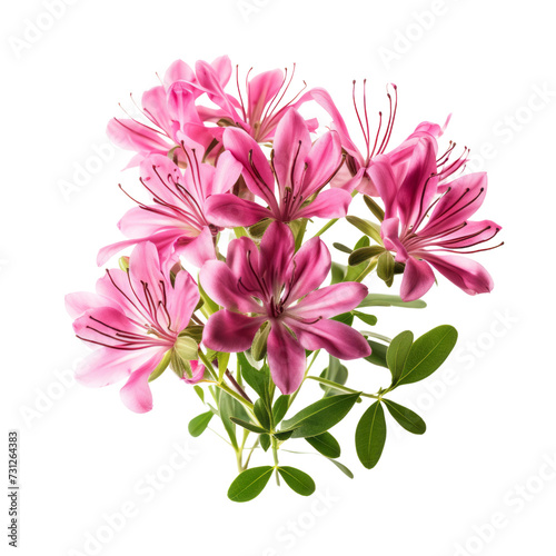 Coral Pink .tone. Carnation  Red   Deep love and admiration Cleome  Silliness flower 