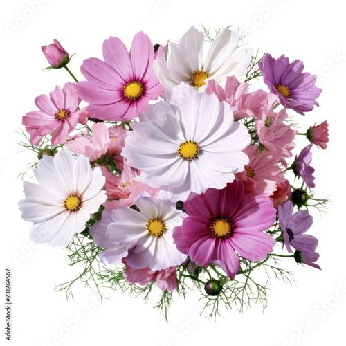 cute flower .Baby Pink . Cosmos: Order, peace, and beauty © kanyarat