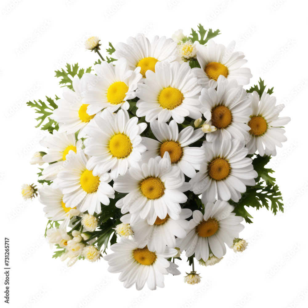Fototapeta premium flower- leaf. White tone. Daisy: Innocence and purity