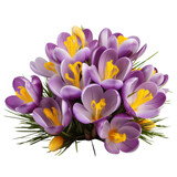flower lovely.purple tone. Crocus: Cheerfulness