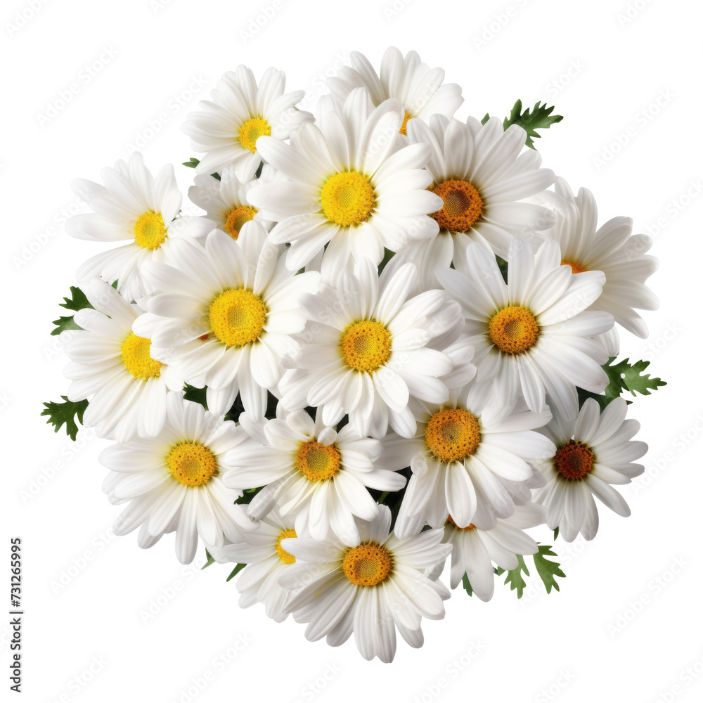 - nature.White tone. Daisy: Innocence and purity - nature.White tone. Daisy: Innocence and purity