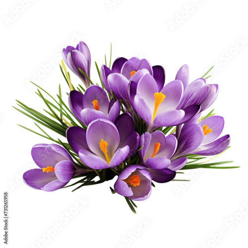  nature.purple tone. Crocus  Cheerfulness