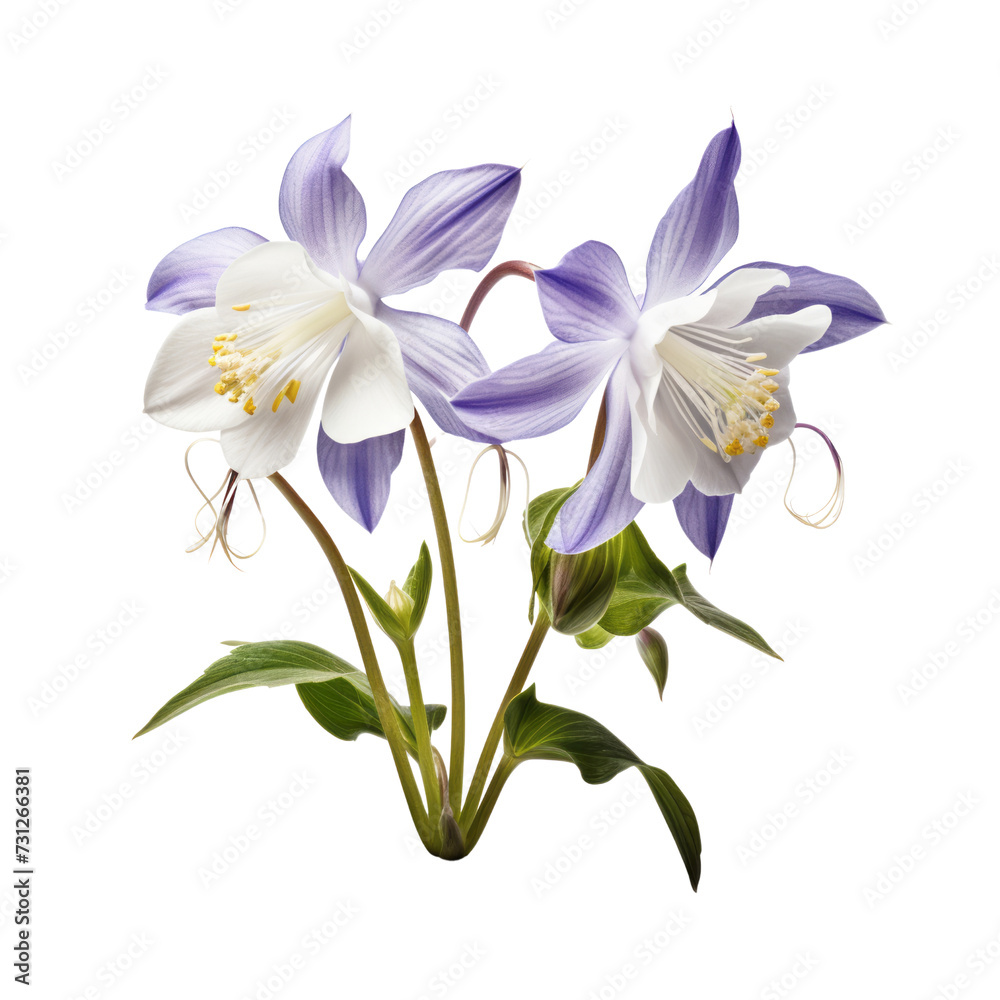  Purple tone flower cute