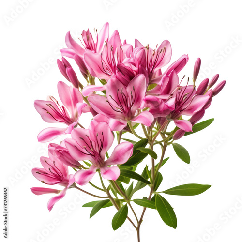 Raspberry Pink.tone. Carnation  Red   Deep love and admiration Cleome  Silliness