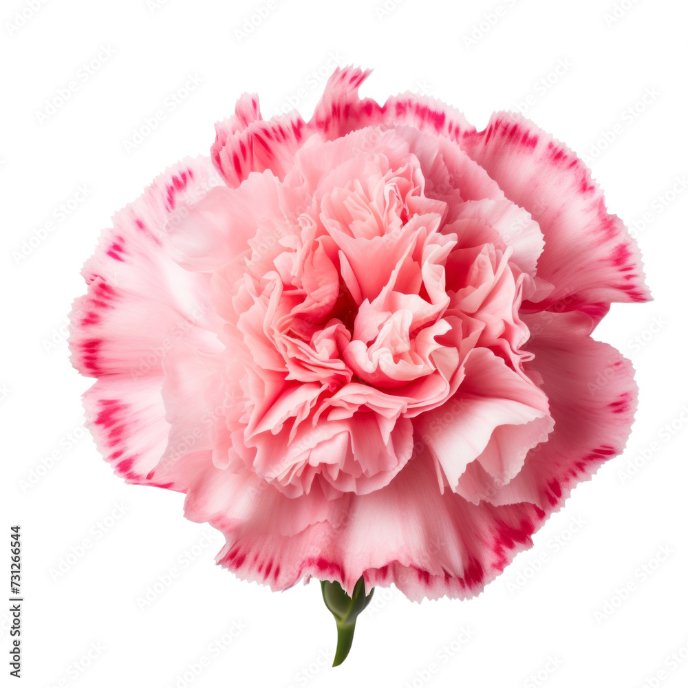  Rose Pink.tone. Carnation (Red): Deep love and admiration