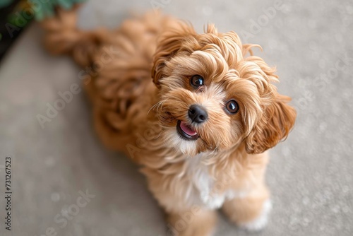 A curious companion dog gazes up at the camera with its fluffy, brown coat and endearing mix of poodle crossbreeds such as the labradoodle, goldendoodle, yorkipoo, cockapoo, schnoodle, havanese, shih photo