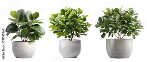 Ficus tree in the pot isolated on a transparent background.