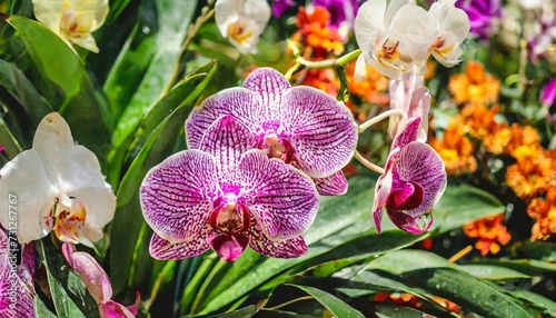 orchid as a natural multicolored background floral backdrop tropical exotic flowers